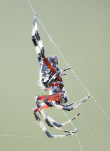 Red-femured Spotted Orbweaver