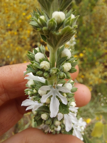 rock germander (Teucrium reidii)