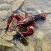 Red Swamp Crayfish - Photo (c) seaoliverun, all rights reserved