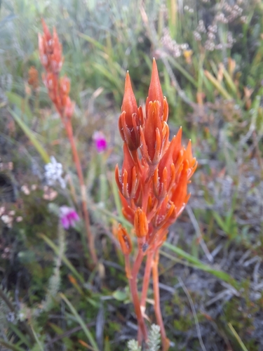 bog asphodel