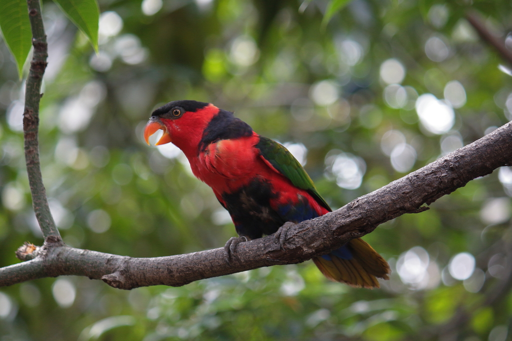 Black-capped Lory photo