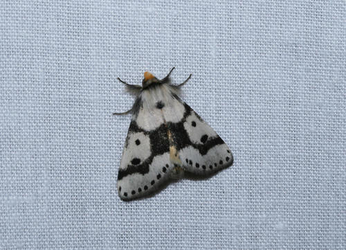 Schalidomitra ambages