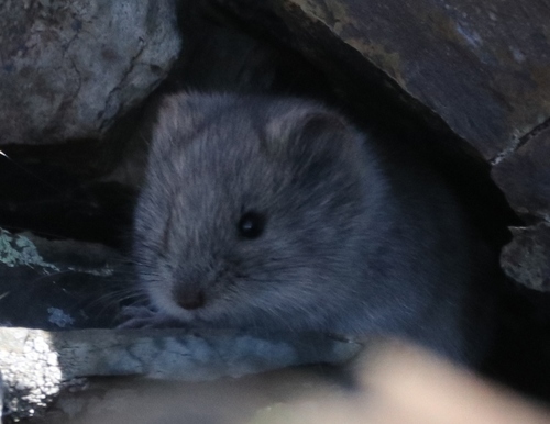 Large-eared Vole (Alticola macrotis), listed as Least Concern on the IUCN Red List