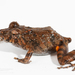 Santa Cecilia Robber Frog - Photo (c) J.P. Lawrence, all rights reserved