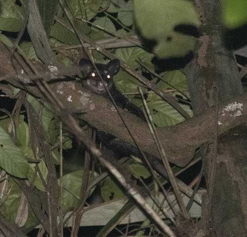 Mcilhenny's Foureyed Opossum (Philander mcilhennyi) · iNaturalist