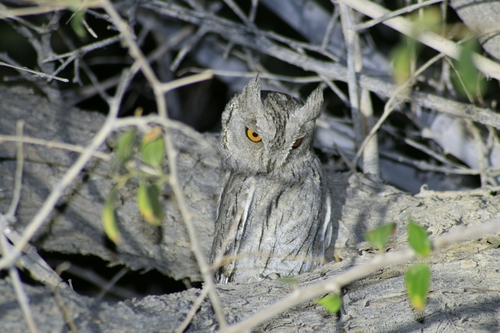 Pallid Scops-Owl