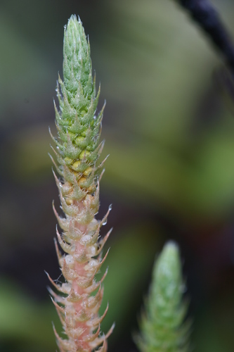 Selaginella deflexa