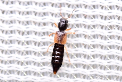 Bledius curvicornis · iNaturalist
