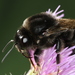 Confusing Bumble Bee - Photo (c) gernotkunz, all rights reserved, uploaded by gernotkunz