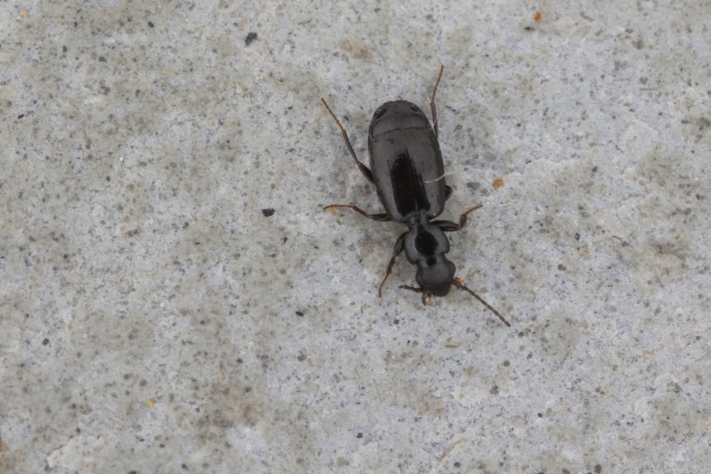 Microlestes from Oberwart, Österreich on September 07, 2021 at 1224 AM