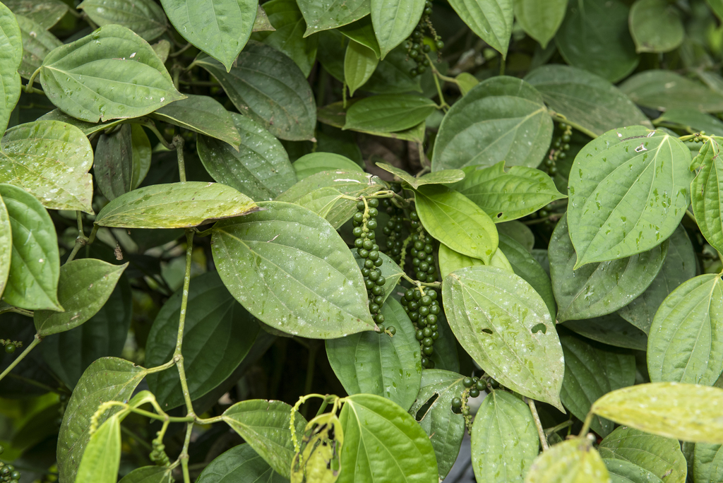 Black pepper