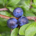 Prunus - Photo (c) Vincent W., כל הזכויות שמורות, uploaded by Vincent W.