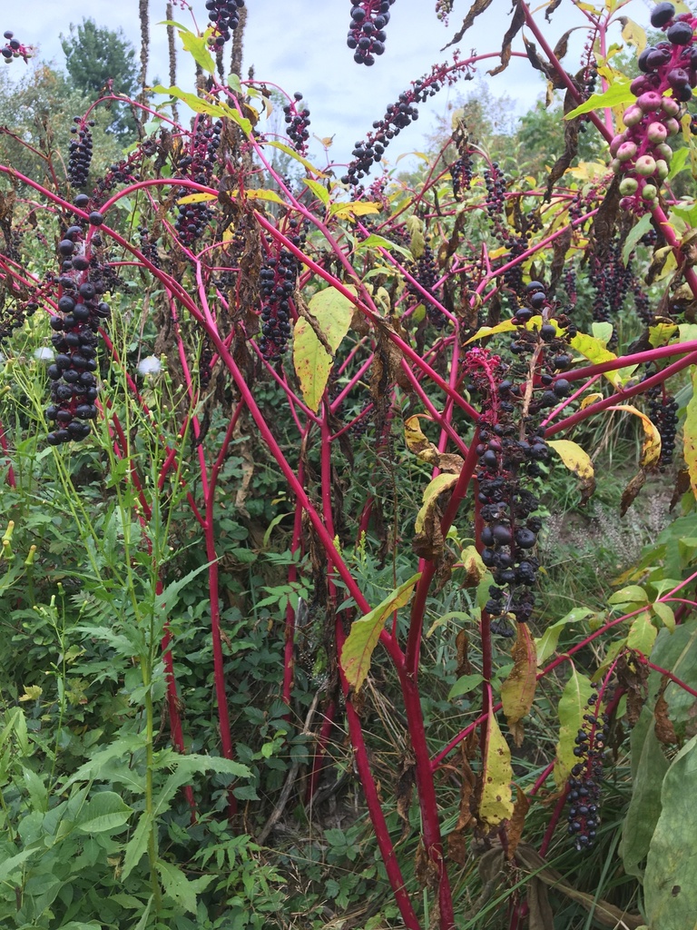 American pokeweed from Polkton Charter Twp, MI, USA on September 07