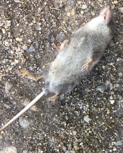 Eastern Water Shrew