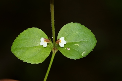 Spreading False Pimpernel