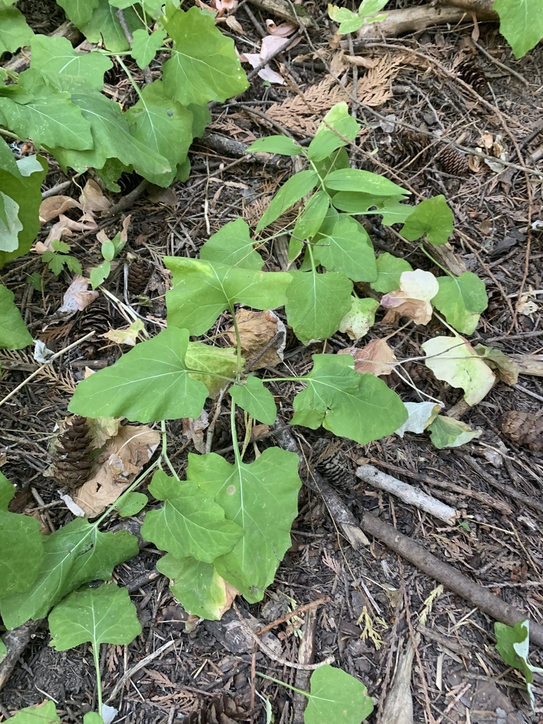 American trailplant from Idlers Rest Rd, Moscow, ID, US on September 06 ...