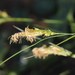 Carex triquetra - Photo (c) Jay Keller, todos los derechos reservados, subido por Jay Keller