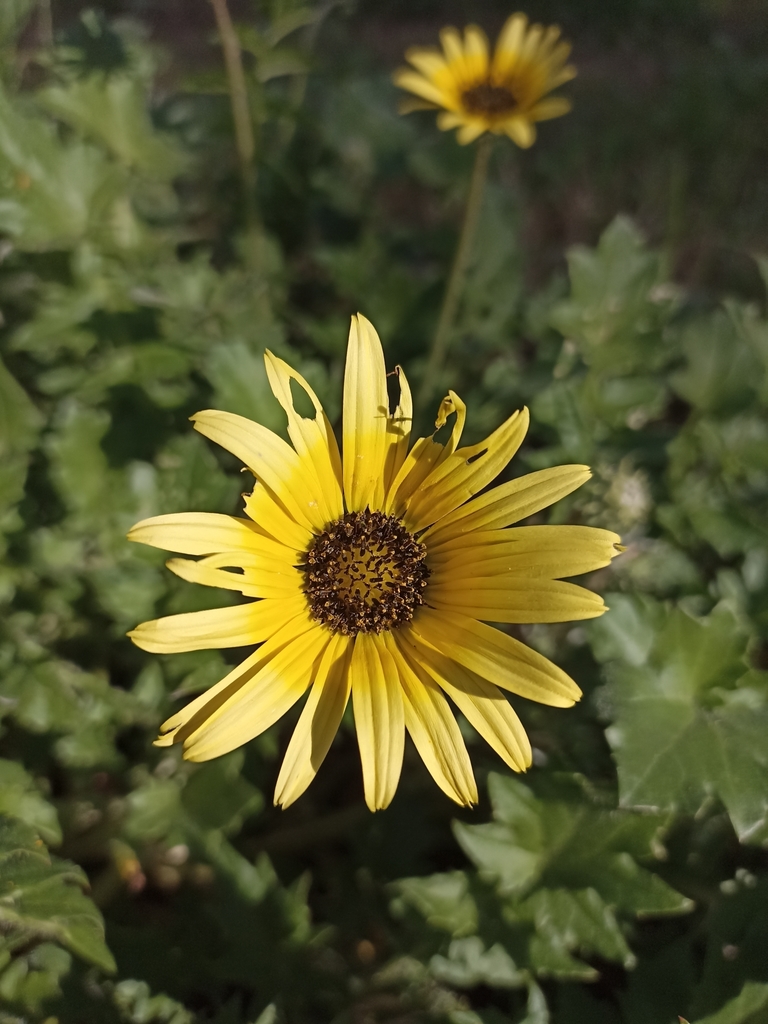 Capeweed from Chiguayante, Bío Bío, Chile on September 7, 2021 at 05:11 ...