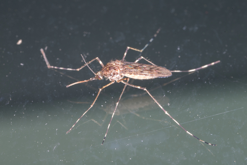 Banded house mosquito