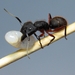 Camponotus rufipes - Photo (c) Gabriel Felix, todos los derechos reservados, subido por Gabriel Felix