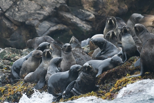 Northern Fur Seal