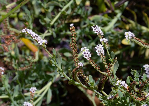 iNaturalist observation photo of alkali heliotrope