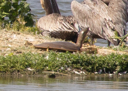 iNaturalist observation photo of Spiny Softshell