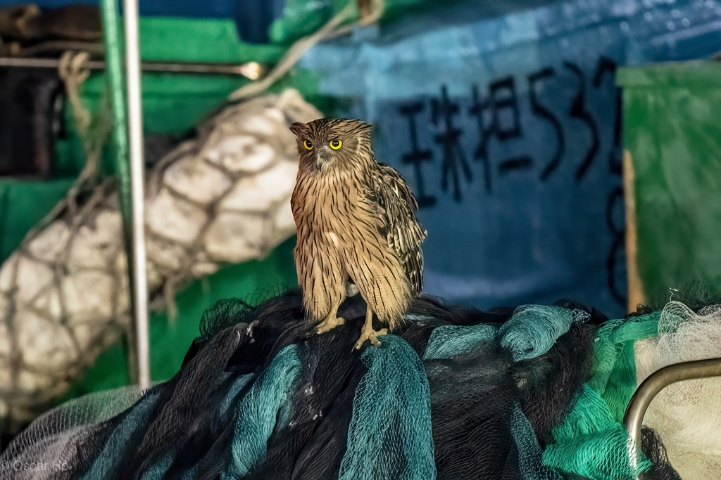 Brown Fish-Owl from Cheung Chau, Hong Kong on September 7, 2021 at 07: ...