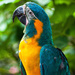 Blue-throated Macaw - Photo (c) Alysa Bort, all rights reserved