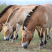 Equus ferus przewalskii - Photo (c) gernotkunz, כל הזכויות שמורות, uploaded by gernotkunz