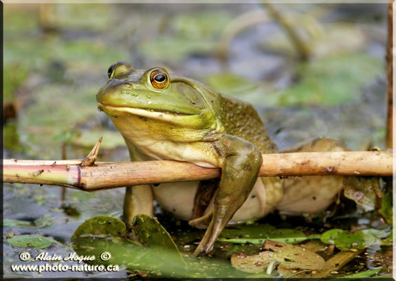 American Bullfrog (Lithobates catesbeianus) · iNaturalist