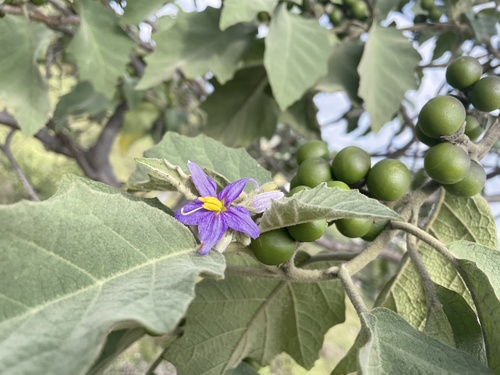 Solanum mitlense