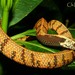 Malayan Slug Snake - Photo (c) Christian Langner, all rights reserved, uploaded by Christian Langner