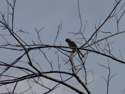 American Kestrel
