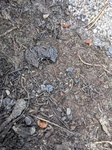 iNaturalist observation photo of Pacific chorus frog