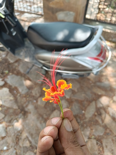 peacock flower