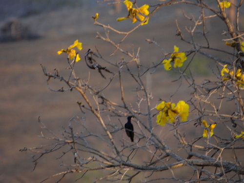 Swallow-tailed Hummingbird
