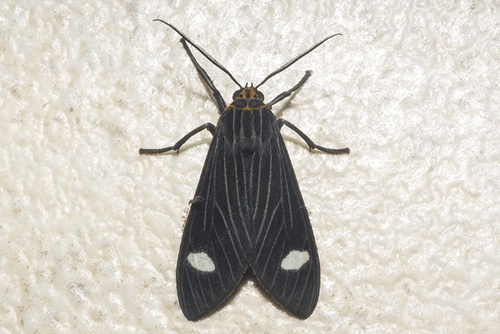Delphyre subapicalis