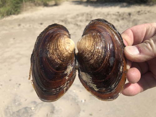 taxonomy_inaturalist image for Cyrtonaias tampicoensis