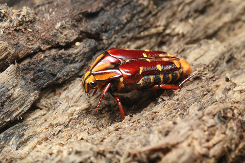 Coilodera diardi