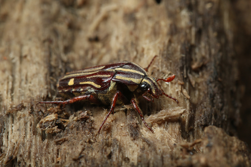 Ixorida venerea