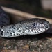 White-spotted Slug Snake - Photo (c) Pasteur Ng, all rights reserved, uploaded by Pasteur Ng
