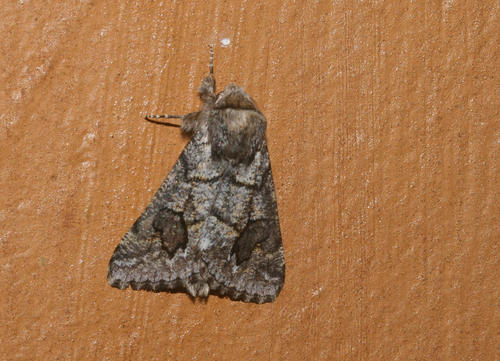 Leucochlaena aenigma