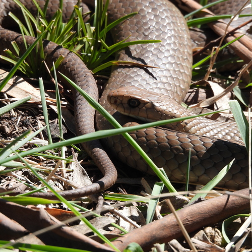 Eastern Brown Snake sighting