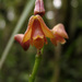 Polystachya rosea - Photo (c) GRUNENWALD, todos los derechos reservados, subido por GRUNENWALD