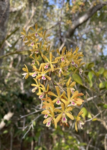 Encyclia kingsii