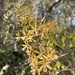 Encyclia kingsii - Photo (c) Nick Johnson, all rights reserved, uploaded by Nick Johnson