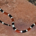 Arizona Coral Snake - Photo (c) mjskinner, all rights reserved, uploaded by mjskinner