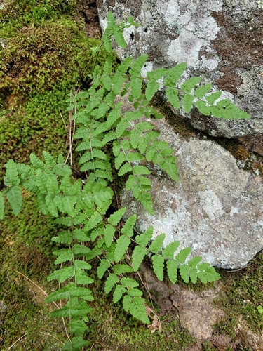 Woodsia scopulina ssp. laurentiana