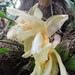 Orquídea Torito - Photo (c) Carmen Zarate, todos los derechos reservados, subido por Carmen Zarate